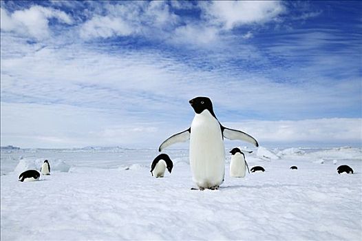 阿德利企鹅,群,南极