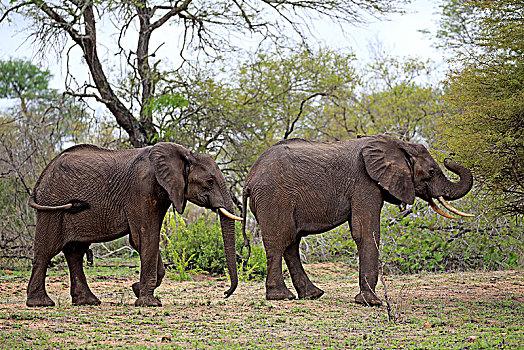 非洲象,两只,动物,排列,克鲁格国家公园,南非,非洲