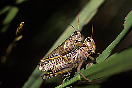 蝗虫,交配,不列颠哥伦比亚省,加拿大