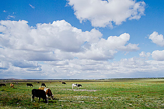 草原上牛群