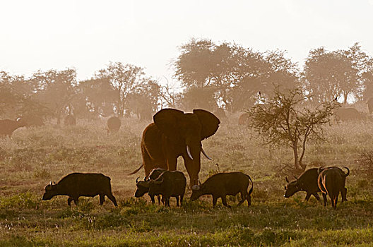 大象,非洲象,非洲,水牛,非洲水牛,禁猎区,查沃,肯尼亚