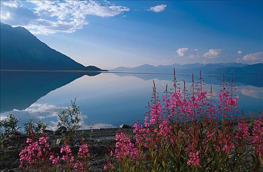 杂草,岸边,克卢恩湖,育空,夏天,景色