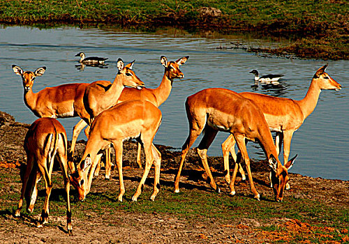 牧群,黑斑羚,河边,乔贝国家公园,博茨瓦纳