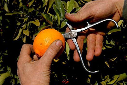 工作,收获,橘子,橙色,种植园,靠近,瓦伦西亚,西班牙,欧洲