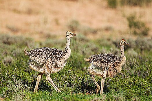 鸵鸟,鸵鸟属,骆驼,两个,幼禽,下雨,季节,绿色,环境,卡拉哈里沙漠,卡拉哈迪大羚羊国家公园,南非,非洲