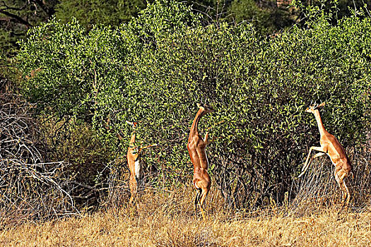 非洲瞪羚,瞪羚,长颈羚,群,后腿站立,吃,叶子,肯尼亚