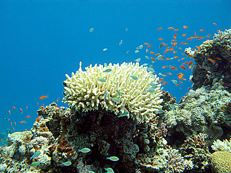 珊瑚礁,异域风情,鱼,热带,海洋,水下