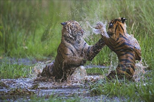 孟加拉虎,虎,幼兽,老,玩,水中,四月,干燥,季节,印度