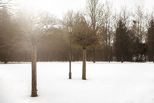 树,灯笼,公园,冬天