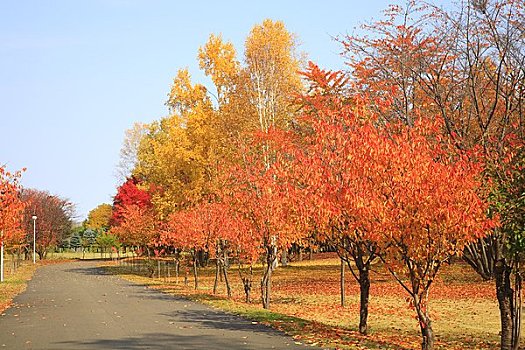 秋叶,公园