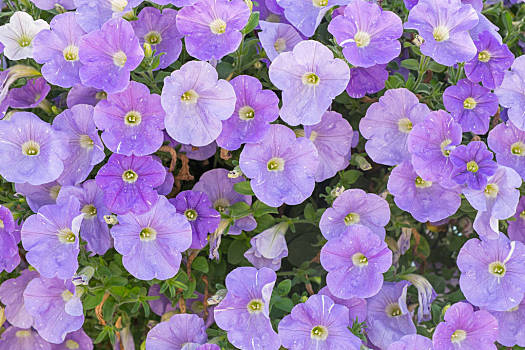 紫色喇叭花树图片