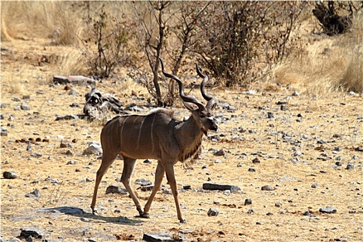 格罗塞尔,捻角羚,公园,纳米比亚