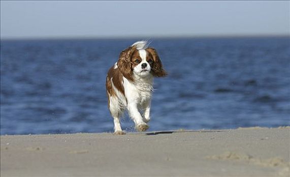 查尔斯王犬,布伦海姆