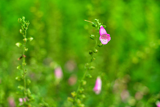 吊钟花