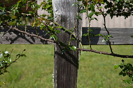 木篱,柱子
