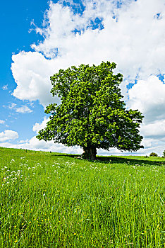 老,菩提树,椴树属,孤树,岁月,图林根州,德国,欧洲