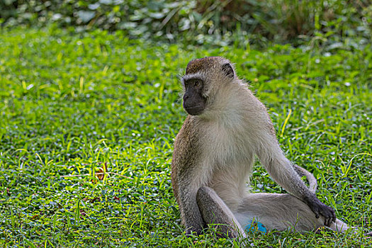 肯尼亚山国家公园黑面长尾猴