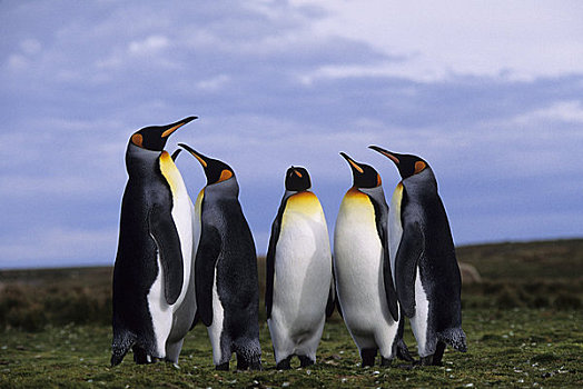 福克兰群岛,自愿角,帝企鹅,生物群,成年,企鹅