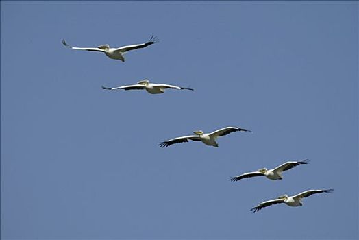 成群,白鹈鹕,飞行,纳库鲁湖,肯尼亚,非洲