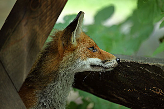 红狐,森林