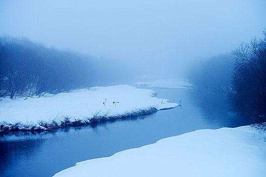 丹顶鹤,中国东北,鹤,站立,积雪,河岸,钏路,北海道,日本,亚洲