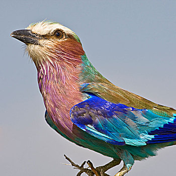 非洲,坦桑尼亚,紫胸佛法僧鸟,塔兰吉雷国家公园