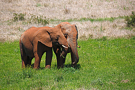 非洲,灌木,大象,幼兽,遮盖,红色,泥,阿多大象国家公园,东开普省,南非