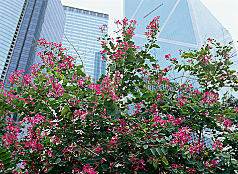 写字楼,中心,花,正面,香港