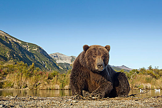美国,阿拉斯加,卡特麦国家公园,大灰熊,母熊,棕熊,休息,室外,三文鱼,河流,湾