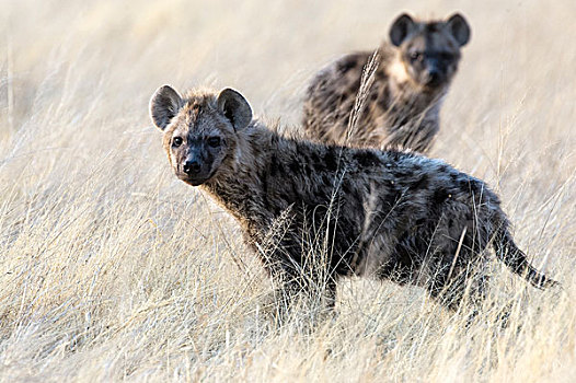 斑点土狼,两个,近成年,站立,高草,埃托沙国家公园,纳米比亚,非洲