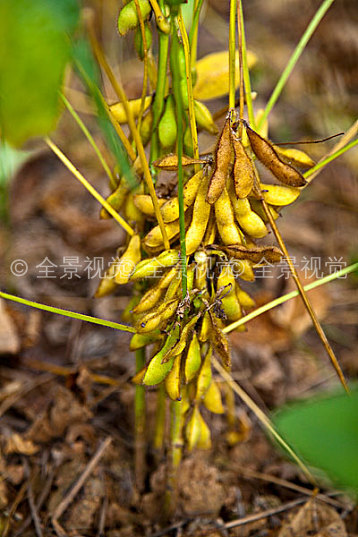 黄豆图片_黄豆高清图片_全景视觉