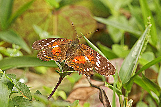 蝴蝶,栖息,枝条,自然保护区,西北地区,厄瓜多尔