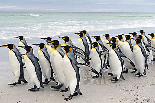 帝企鹅,自愿角,东福克兰,岛屿,福克兰群岛,南美