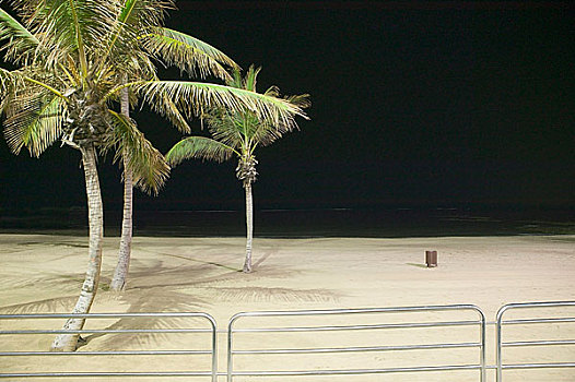光亮,海滩,棕榈树,夜晚
