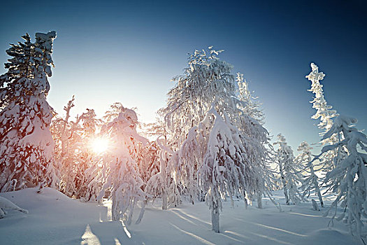 仙女,冬季风景,积雪,树,生动,阴天,漂亮,世界,雪,树林