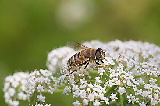 蜜蜂采食微距特写