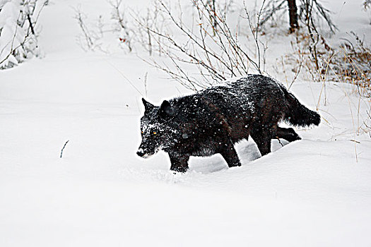 野生,灰狼,狼,加拿大,落矶山,走,大雪,加拿大西部