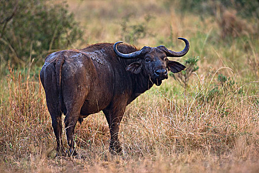 非洲水牛,南非水牛,草地,伊丽莎白女王国家公园,乌干达