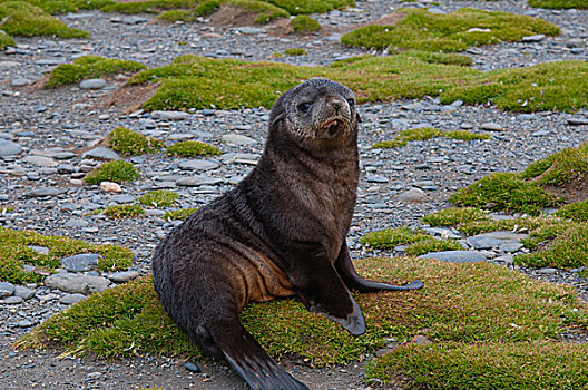 南乔治亚,索尔兹伯里平原,南极软毛海豹,毛海狮,幼仔
