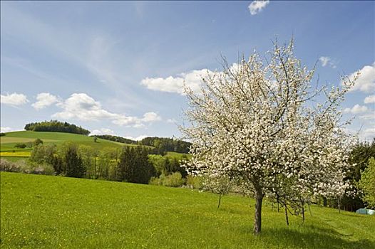花,苹果树,下奥地利州,奥地利,欧洲