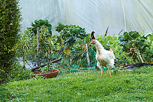 母鸡,花园