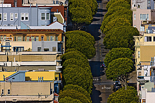 俯拍,房子,树,街道,旧金山,加利福尼亚,美国