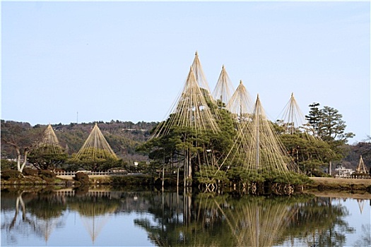 松树,金泽,日本