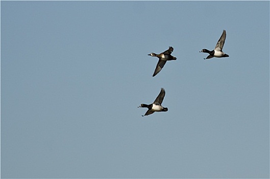 三个,环颈鸭,飞,蓝天