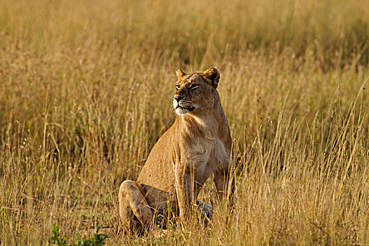 雌狮,狮子,大草原,马赛马拉,野生动植物保护区,肯尼亚