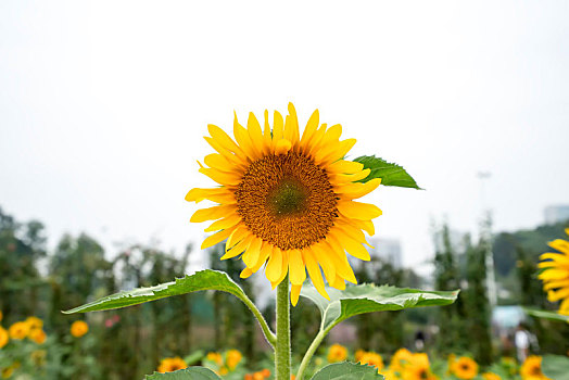 向日葵,朝阳花