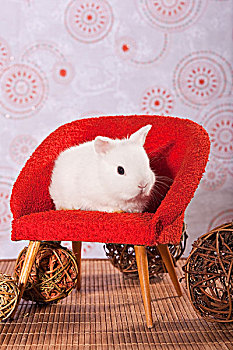 年轻,白色,迷你兔,坐,红色,迷你,椅子