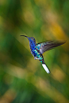 蜂鸟,悬空,哥斯达黎加,中美洲