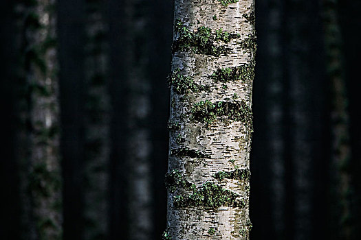 桦树,树干,瑞典