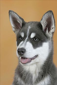 阿拉斯加雪橇犬,蓝色,小狗,3个月大